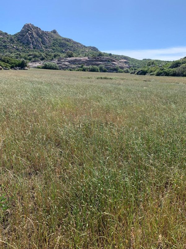 terreno agricolo in vendita ad Irgoli