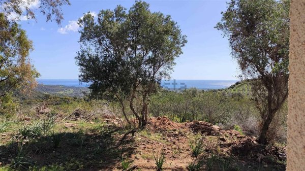 terreno agricolo in vendita a Loceri