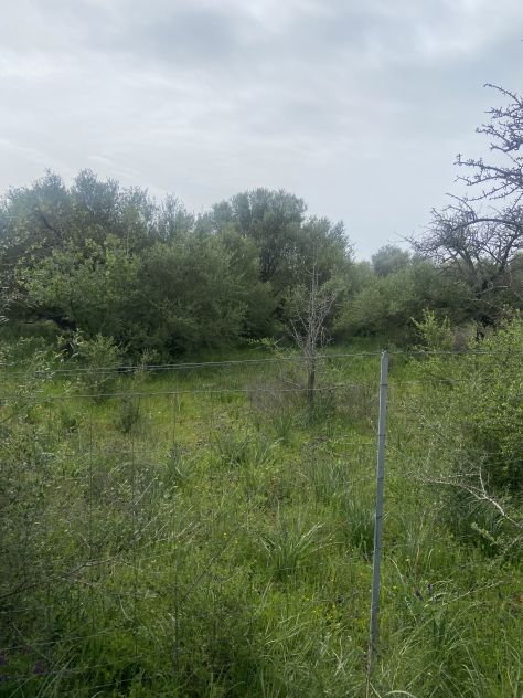 terreno agricolo in vendita ad Orosei