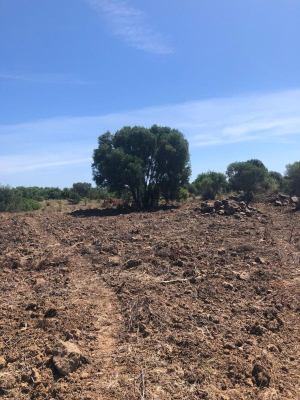 immagine annuncio 0 di 1