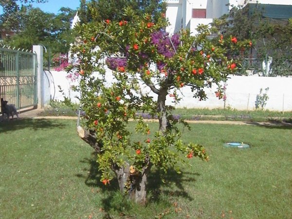 casa indipendente in vendita a Siniscola in zona Capo Comino