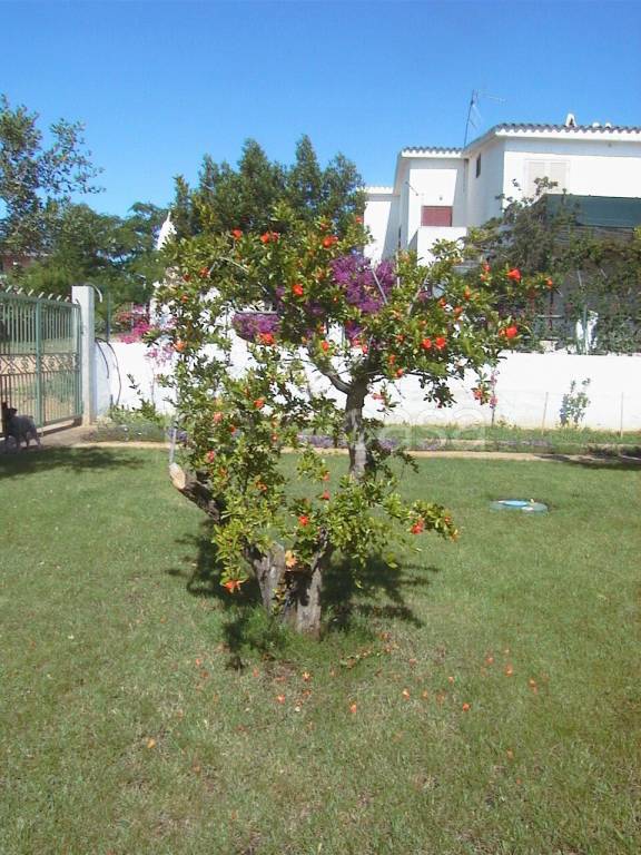 casa indipendente in vendita a Siniscola in zona Capo Comino