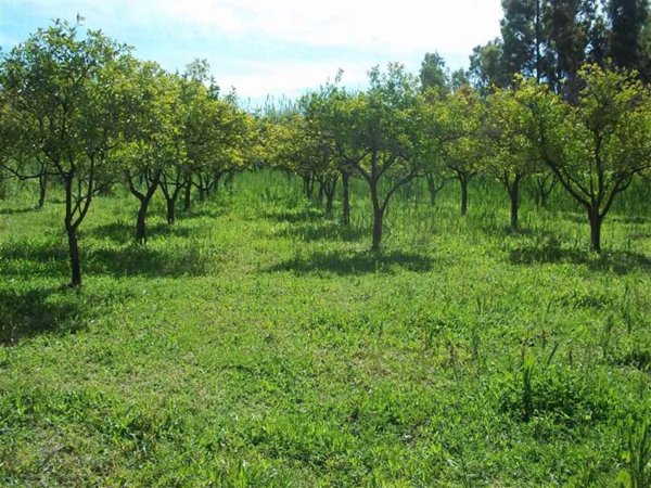 terreno agricolo in vendita a Tortolì