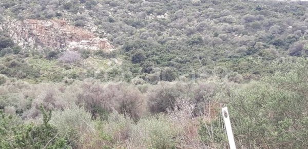 terreno agricolo in vendita a Tortolì