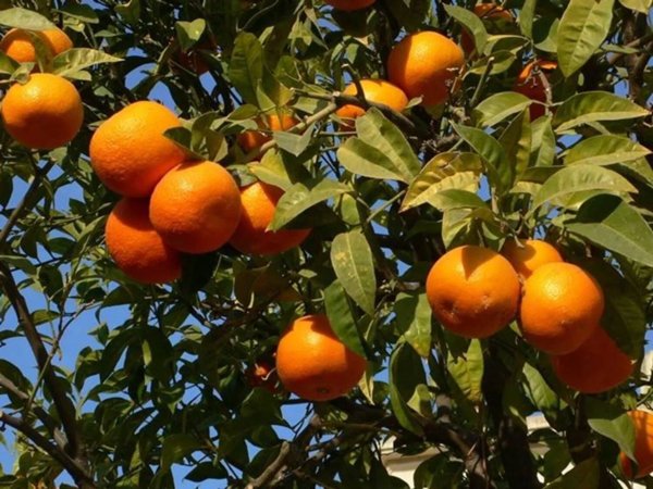 terreno agricolo in vendita a Tortolì