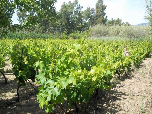 terreno agricolo in vendita a Tortolì