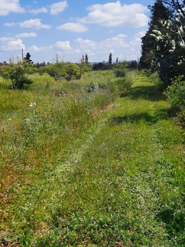 capannone in vendita a Decimomannu