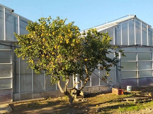 azienda agricola in vendita a Decimomannu