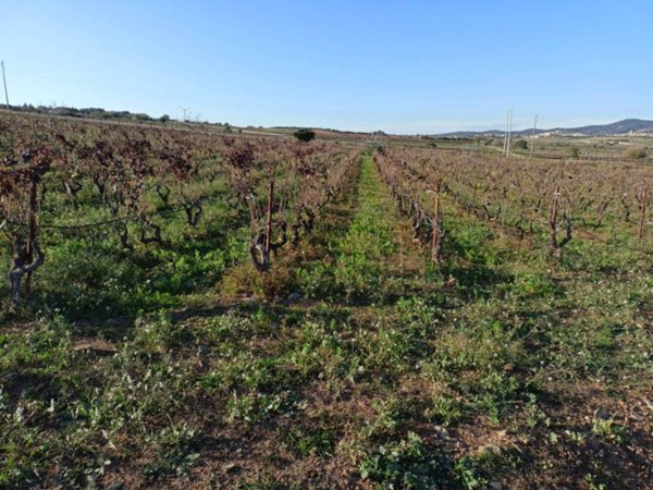 terreno agricolo in vendita a Maracalagonis