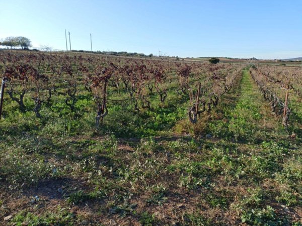 terreno agricolo in vendita a Maracalagonis