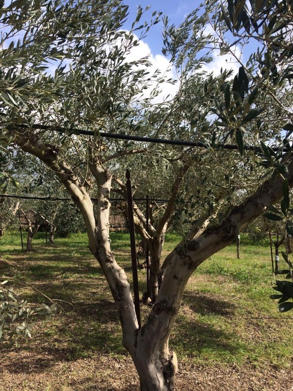 quadrivano in vendita a Maracalagonis