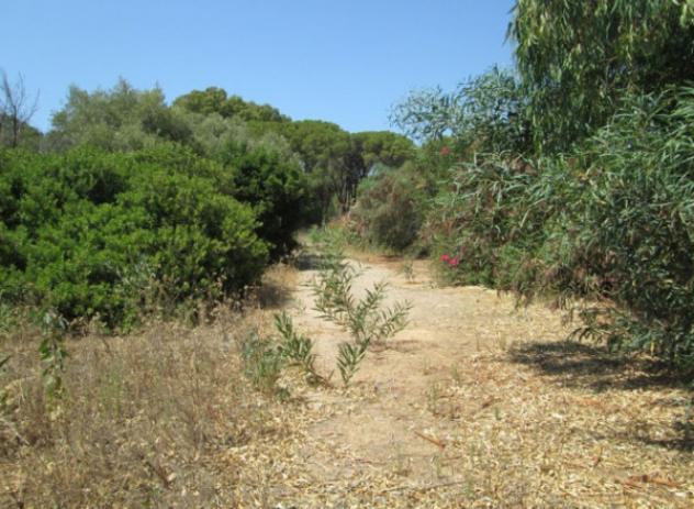 terreno agricolo in vendita a Pula
