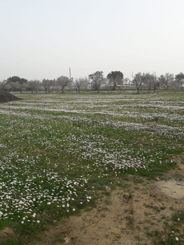 terreno agricolo in vendita a Pula