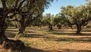 terreno agricolo in vendita a Quartu Sant'Elena
