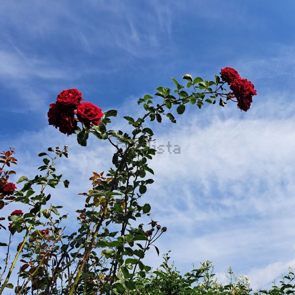 terreno agricolo in vendita a Quartu Sant'Elena in zona Musicisti