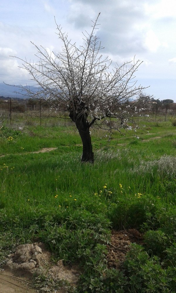 terreno edificabile in vendita a Quartu Sant'Elena in zona Margine Rosso