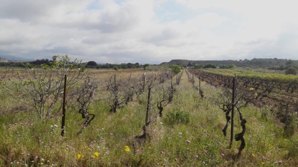 terreno agricolo in vendita a Quartu Sant'Elena in zona Simbirizzi