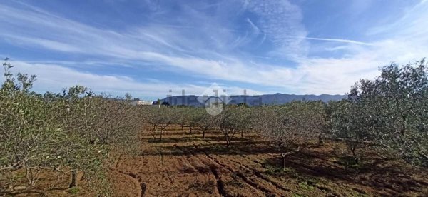 terreno agricolo in vendita a Quartu Sant'Elena