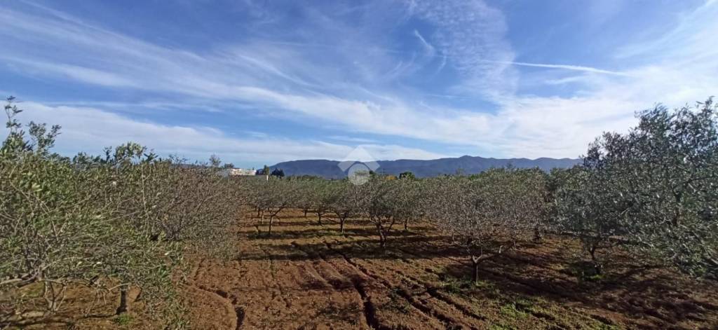terreno agricolo in vendita a Quartu Sant'Elena