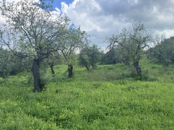 terreno agricolo in vendita a Sarroch