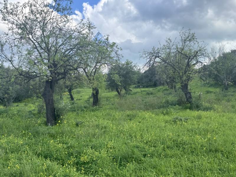 terreno in vendita a Sarroch