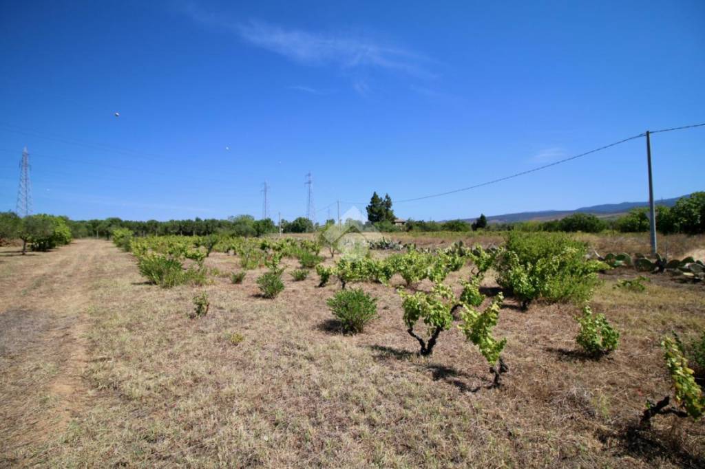 terreno agricolo in vendita a Selargius