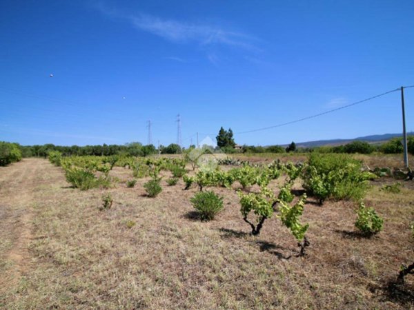 terreno agricolo in vendita a Selargius