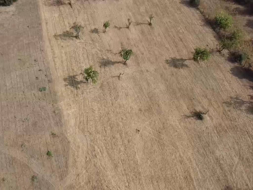 terreno agricolo in vendita a Selargius