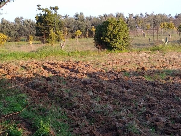 terreno agricolo in vendita a Sestu in zona Cortexandra