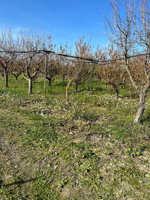 terreno agricolo in vendita a Sestu