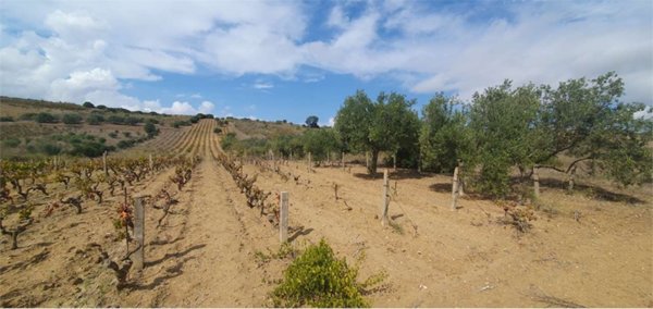 terreno agricolo in vendita a Settimo San Pietro