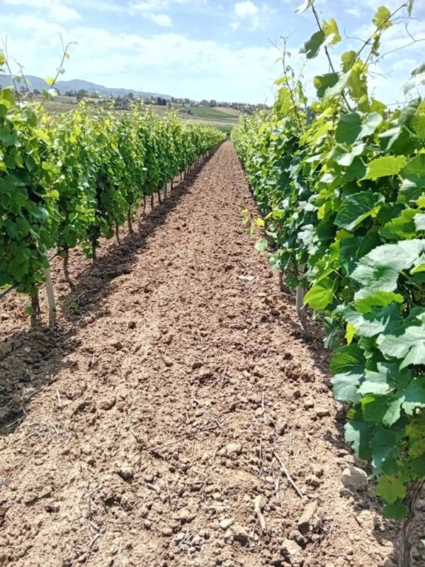 terreno agricolo in vendita a Sinnai