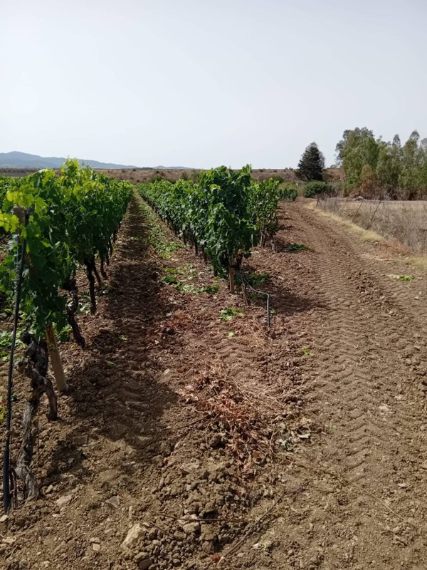 terreno agricolo in vendita a Sinnai