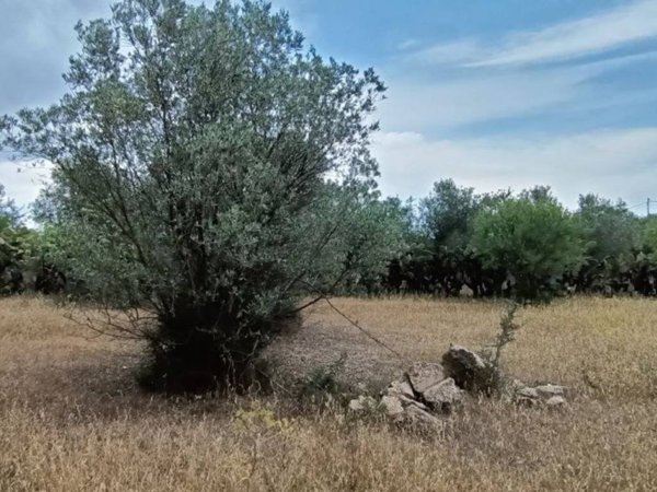 terreno agricolo in vendita a Quartucciu
