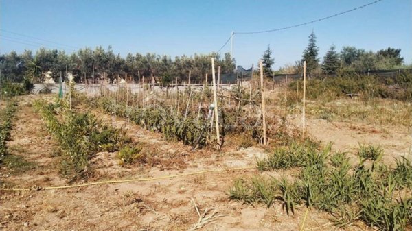 terreno agricolo in vendita a Quartucciu in zona Sant'Isidoro