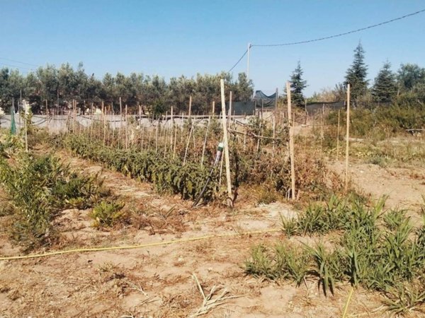 terreno agricolo in vendita a Quartucciu
