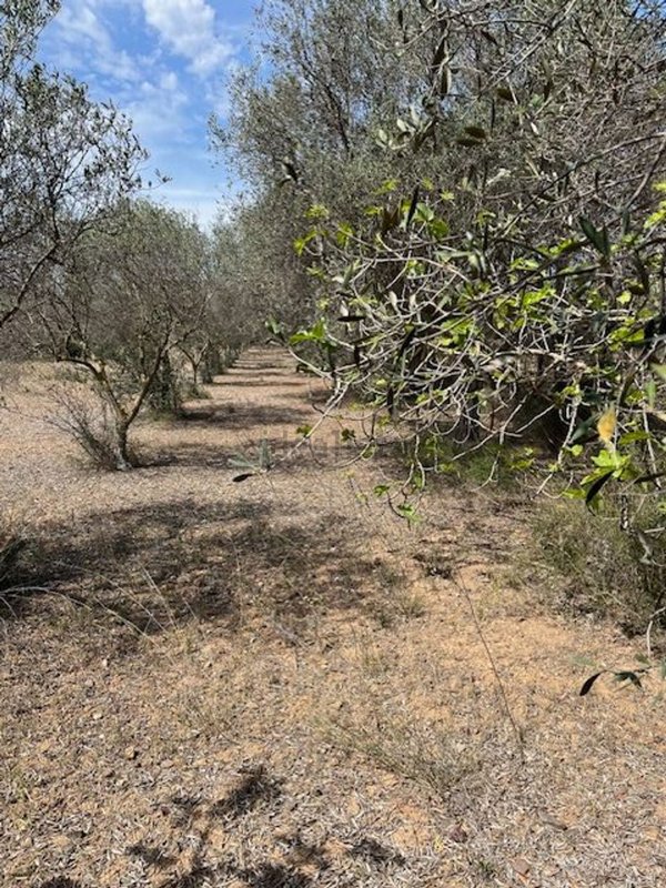 negozio in vendita a Quartucciu