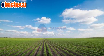 terreno agricolo in vendita ad Aviano