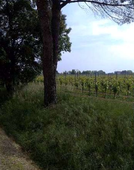 terreno agricolo in vendita a Caneva