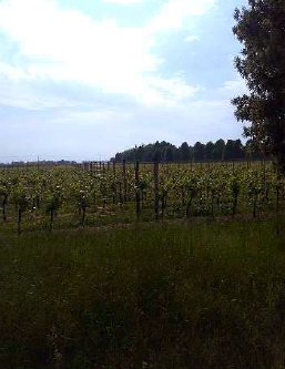 terreno agricolo in vendita a Caneva in zona Fratta