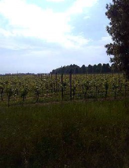 terreno agricolo in vendita a Caneva