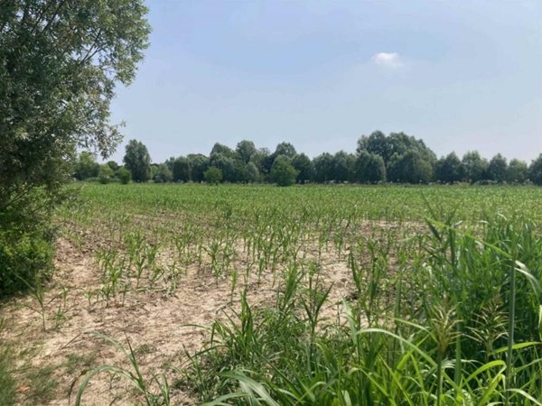 terreno agricolo in vendita a Cordovado