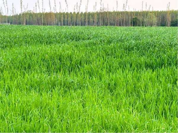 terreno agricolo in vendita a Fiume Veneto