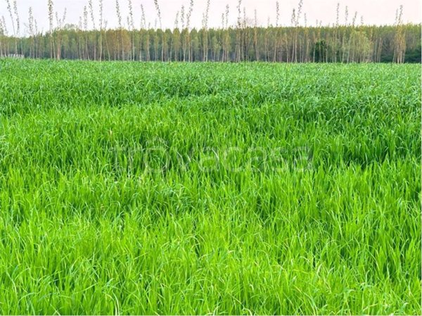 terreno agricolo in vendita a Fiume Veneto
