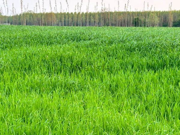 terreno in vendita a Fiume Veneto