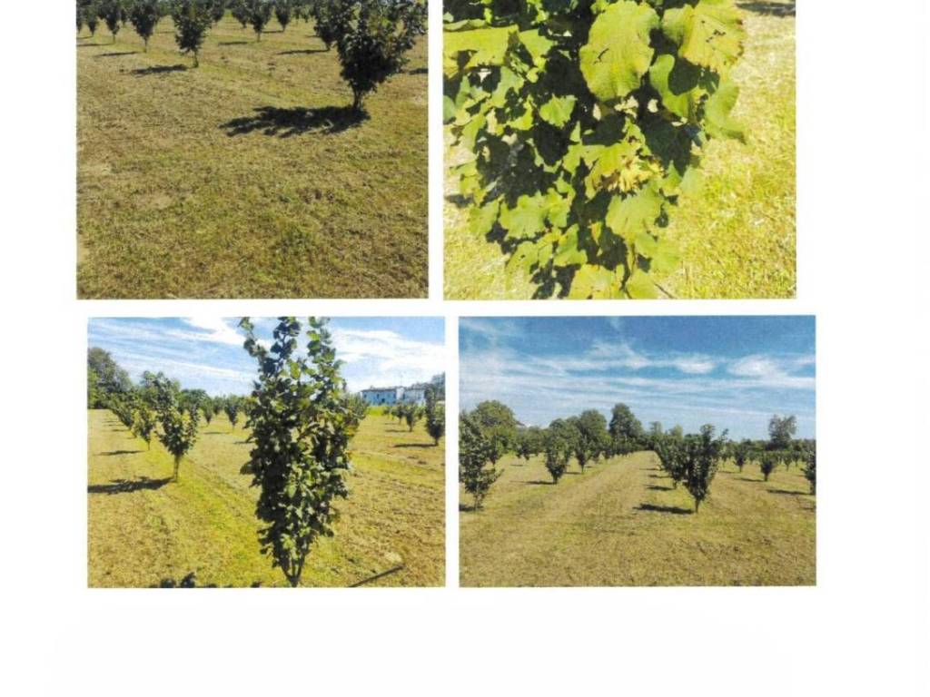 terreno agricolo in vendita a Fontanafredda