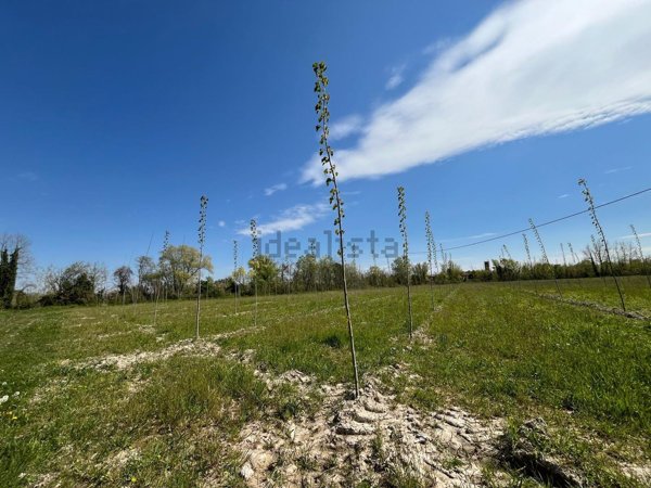 terreno agricolo in vendita a Prata di Pordenone in zona Ghirano