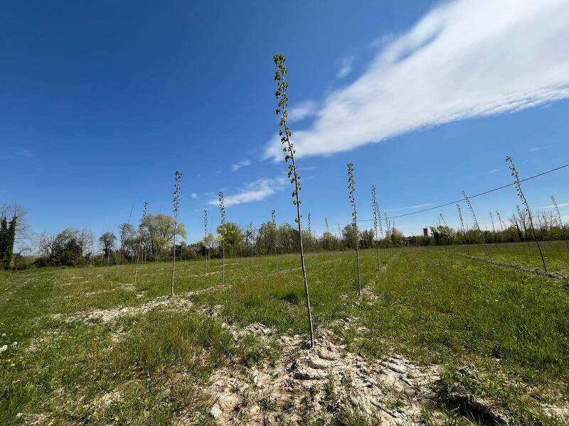 terreno agricolo in vendita a Prata di Pordenone in zona Ghirano