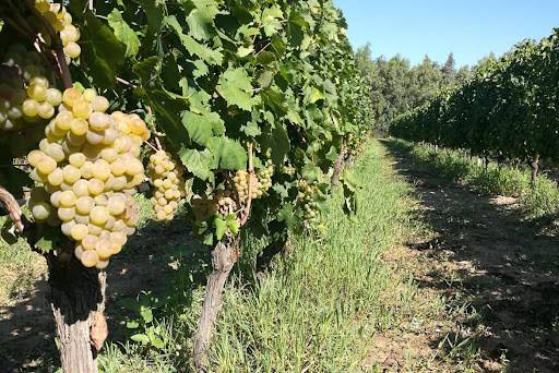 terreno agricolo in vendita a Zoppola