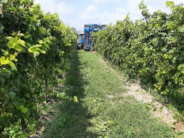 terreno agricolo in vendita a Zoppola